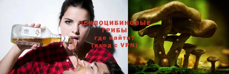 закладки  Златоуст  Галлюциногенные грибы Psilocybe 